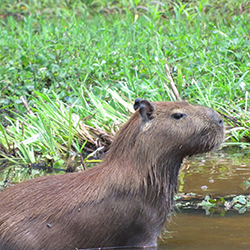 Capybara