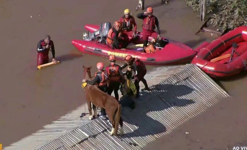 Floodings in Rio Grande so Sul impact animals